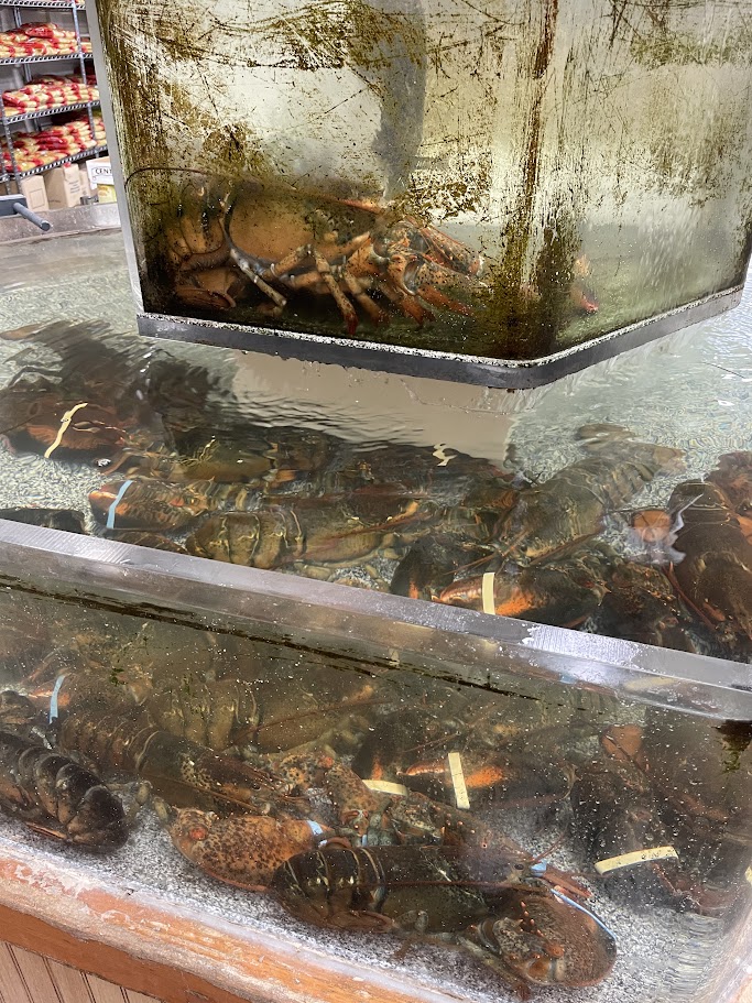 Live lobsters at Lee's Farmers Market